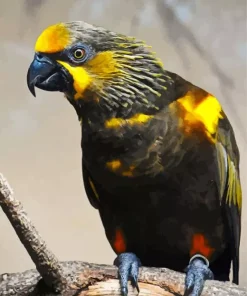 Brown Lory Bird Diamond Painting