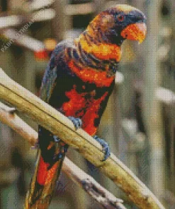 Brown Lory Diamond Painting