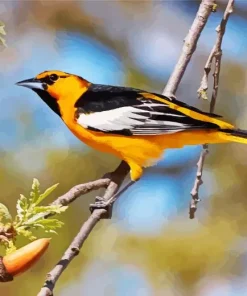 Bullocks Oriole Diamond Painting