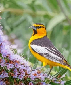 Bullocks Oriole And Flowers Diamond Painting