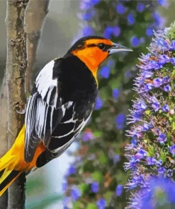 Bullocks Oriole And Purple Plant Diamond Painting