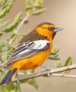 Bullocks Oriole Bird Diamond Painting