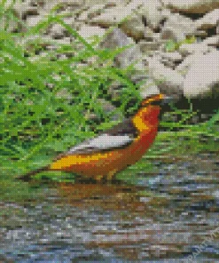 Bullocks Oriole In Nature Diamond Painting