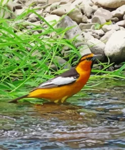 Bullocks Oriole In Nature Diamond Painting