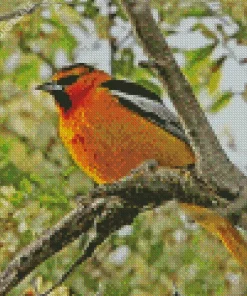 Bullocks Oriole On A Tree Branch Diamond Painting