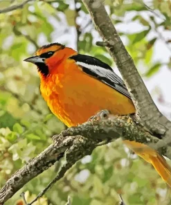 Bullocks Oriole On A Tree Branch Diamond Painting