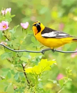 Bullocks Oriole On A Wire Diamond Painting