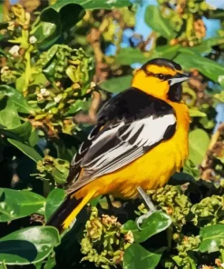 Bullocks Oriole With Green Leaves Diamond Painting