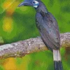 Bushy Crested Hornbill Diamond Painting