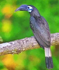 Bushy Crested Hornbill Diamond Painting