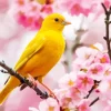 Canary Bird And Cherry Blossoms Diamond Painting