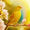 Canary Bird In Sunlight Diamond Painting