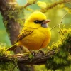 Canary Bird With Black Eyes Diamond Painting