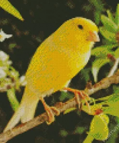 Canary On Pear Branch Diamond Painting