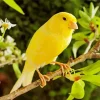 Canary On Pear Branch Diamond Painting