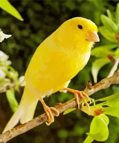 Canary On Pear Branch Diamond Painting