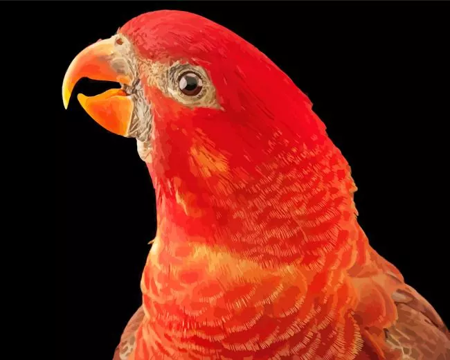 Cardinal lory Diamond With Numbers Cardinal Lory Diamond Painting