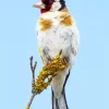 Carduelis Bird Diamond Painting