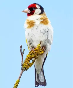 Carduelis Bird Diamond Painting