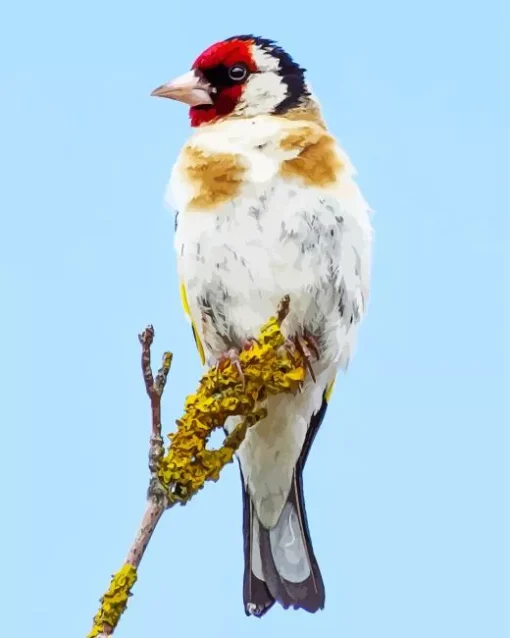 Carduelis Bird Diamond Painting