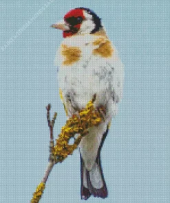 Carduelis Bird Diamond Painting