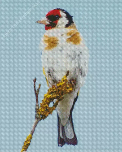 Carduelis Bird Diamond Painting