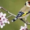 Carduelis Bird And Cherry Blossoms Diamond Painting