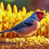 Carduelis Bird And Corn Seeds Diamond Painting