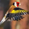 Carduelis Bird Flying Diamond Painting