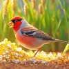 Carduelis Bird In A Corn Field Diamond Painting