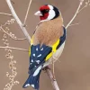 Carduelis Bird In A Tree Branch Diamond Painting