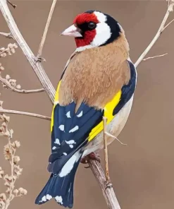 Carduelis Bird In A Tree Branch Diamond Painting