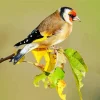 Carduelis Bird On A Branch Diamond Painting