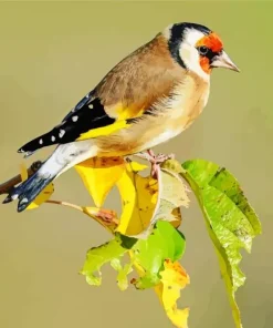 Carduelis Bird On A Branch Diamond Painting