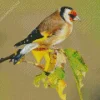 Carduelis Bird On A Branch Diamond Painting