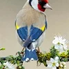 Carduelis Bird On White Flowers Diamond Painting