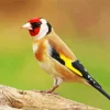 Carduelis Bird With Red Head Diamond Painting