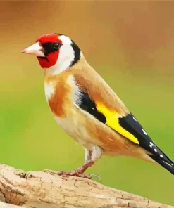 Carduelis Bird With Red Head Diamond Painting