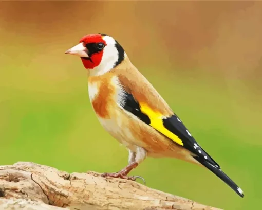 Carduelis Bird With Red Head Diamond Painting