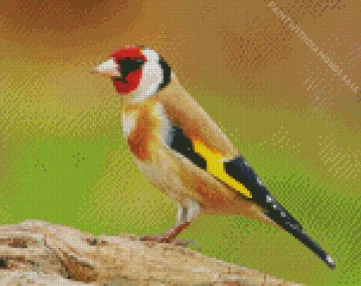 Carduelis Bird With Red Head Diamond Painting