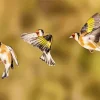 Carduelis Birds Diamond Painting