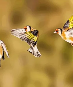 Carduelis Birds Diamond Painting