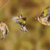 Carduelis Birds Diamond Painting