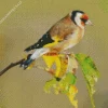Carduelis Bird Art Diamond Painting