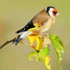 Carduelis Bird Art Diamond Painting