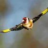 Carduelis Flying Bird Diamond Painting