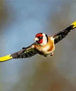 Carduelis Flying Bird Diamond Painting