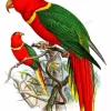 Charmosyna Bird Diamond Painting