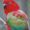 Chattering Lory Diamond Painting