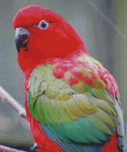 Chattering Lory Diamond Painting